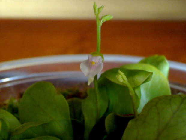 Utricularia calycifida