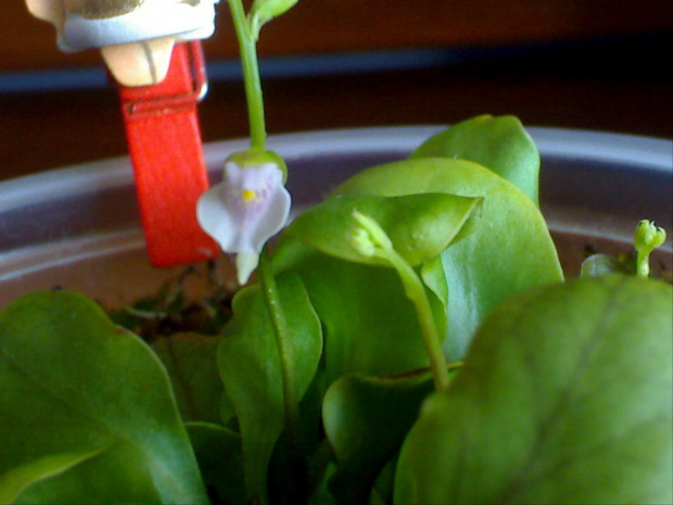 Utricularia calycifida