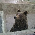 #miś #niedźwiedź #przyroda #natura #sorux #zoo #wrocław #zwierzęta