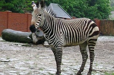 #zebra #zoo #wrocław #zwierzę #przyroda #natura #sorux