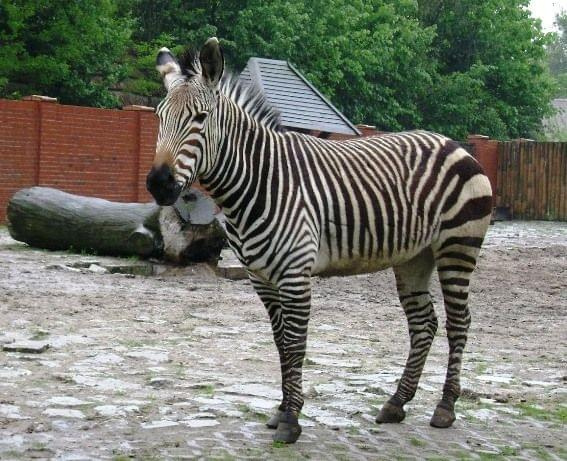 #zebra #zoo #wrocław #zwierzę #przyroda #natura #sorux