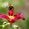 Słaba ostrość bo to moje pierwsze spotkanie z aparatem Canon 450D przy czym zdjęcie bardzo mi się podoba! ;) #Canon #makro #lato #ruch #owad #kwiat #wiosna #wakacje #przyroda