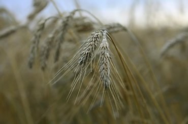 #makro #pole #zboże #źdźbło