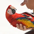 #papuga