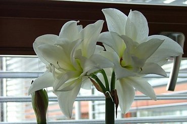 odmiana 'Jewel' - 29 marca 2008 #amarylis #Hippeastrum #hydroponika #Jewel