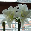 odmiana 'Jewel' - 29 marca 2008 #amarylis #Hippeastrum #hydroponika #Jewel