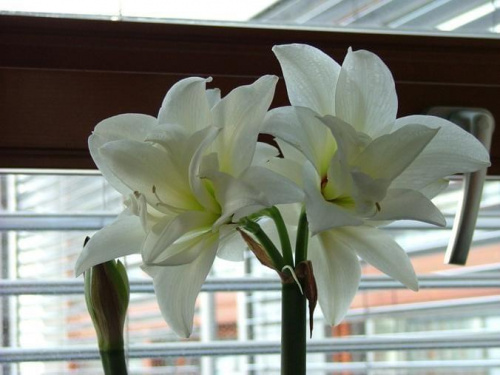 odmiana 'Jewel' - 29 marca 2008 #amarylis #Hippeastrum #hydroponika #Jewel