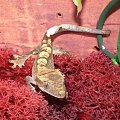 #RhacodactylusCiliatus #GekonOrzęsiony #CrestedGecko