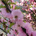 #kwiaty #migdałek #prunus #przyroda #triloba #wiosna