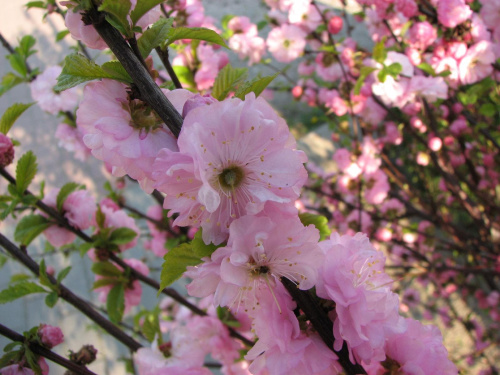#kwiaty #migdałek #prunus #przyroda #triloba #wiosna