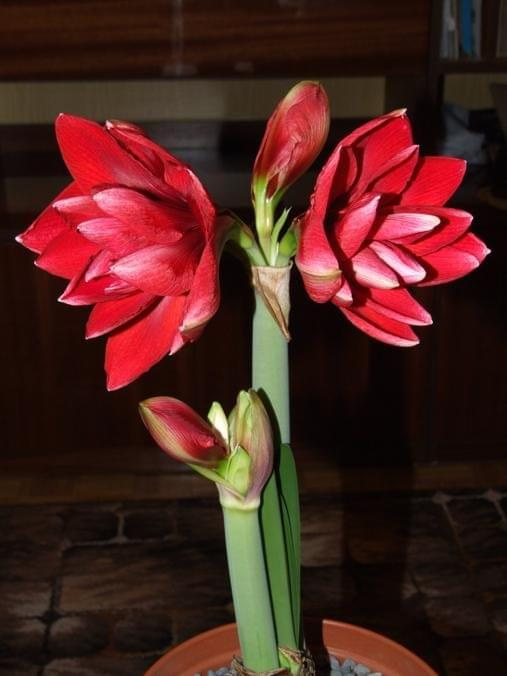 odmiana 'Double Dragon' - 25 stycznia 2009 #amarylis #DoubleDragon #Hippeastrum #hydroponika