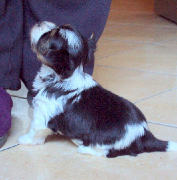 york yorki yorkshire terrier biewer