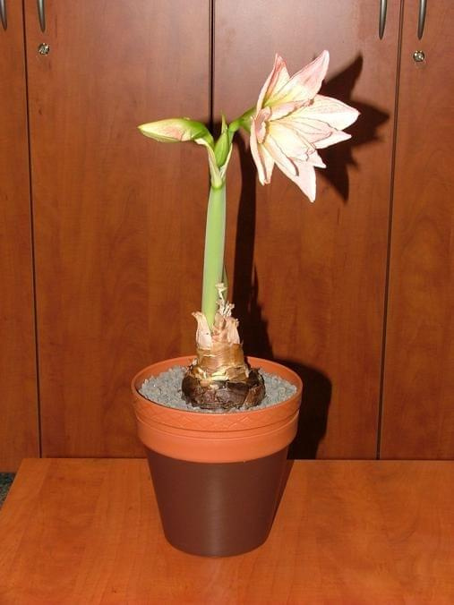 odmiana 'Aphrodite' - 2 lutego 2009 #amarylis #Aphrodite #Hippeastrum #hydroponika