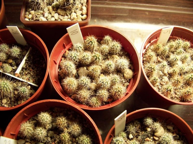 Echinocereus