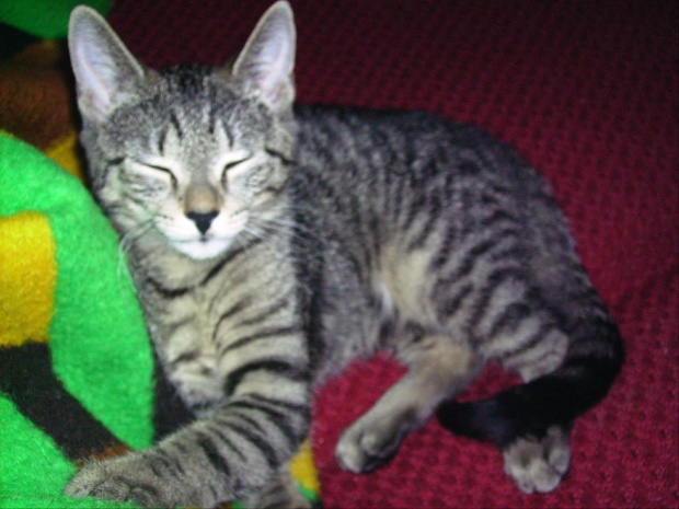 Burasia- no spać nie dają 1