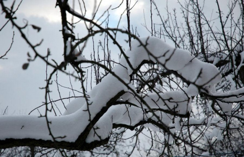 #zima #natura #snieg