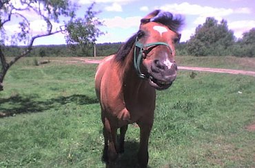 horse, cat, dog, doberman, pies, suka, alaskan malamute, mieszaniec, konie, koń, śmieszne, funny #horse #cat #dog #doberman #pies #suka #AlaskanMalamute #mieszaniec #konie #koń #śmieszne #funny
