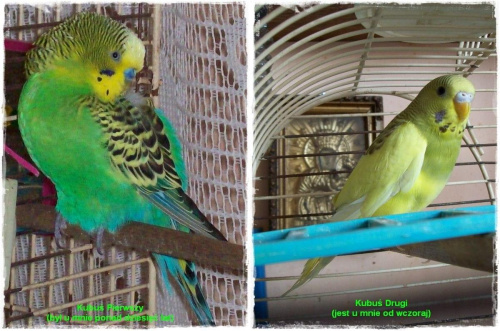 Dwa Kubusie :) #ptaki #PapugiFaliste