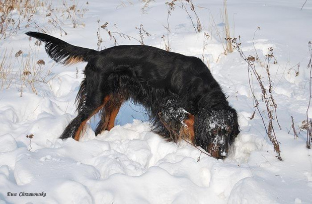 2009.02.17 Igor na śniegu, portret Wiewiórka