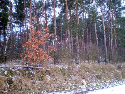 Pada śnieg , pada śnieg ... :)