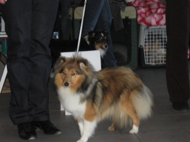 AUDREY Amber Sun FCI, sheltie,owczarek sztlandzki,www.ambersun-sheltie.pl #AUDREYAmberSunFCI #sheltie #OwczarekSztlandzki