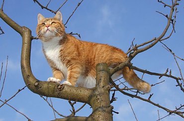 Lutowy poranek w ogrodzie #Franciszek #Rochowczyk #Pusia #kot #Warszawa #Wawer #Poland #cat