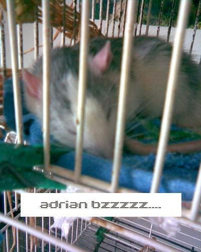Chłopaki Opaki! #szczury #chyna #szczur #szczurek #adrian #liam #lijam #kodzio #konrad #kuodzio