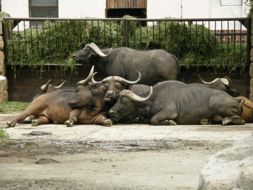 ZOO SAFARI DVUR KRALOVE #sjesta #zoo #czechy #DvurKralove #safari #śmieszne