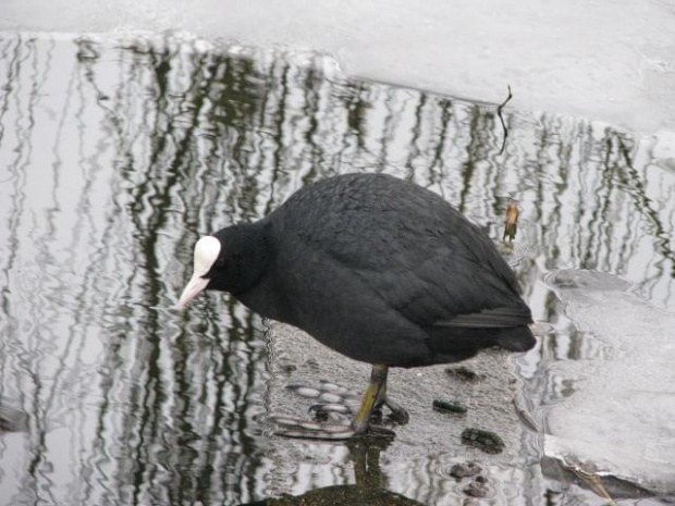 Łyska (Fulica atra) - średni, wędrowny ptak wodny z rodziny chruścieli.Upierzenie łupkowoczarne z nagą, podobnie jak dziób, białą blaszką na czole, od której pochodzi polska nazwa gatunku. Palce otoczone płatkowatymi błonami pławnymi. Młode jaśniejsze...