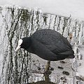 Łyska (Fulica atra) - średni, wędrowny ptak wodny z rodziny chruścieli.Upierzenie łupkowoczarne z nagą, podobnie jak dziób, białą blaszką na czole, od której pochodzi polska nazwa gatunku. Palce otoczone płatkowatymi błonami pławnymi. Młode jaśniejsze...