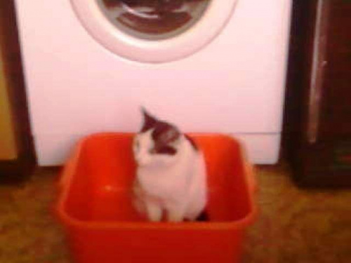 Kot czekający na pranie