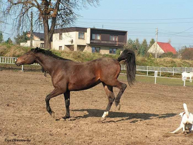 2008.10.26 Konie w Stodołach