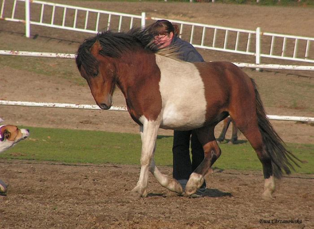 2008.10.26 Konie w Stodołach