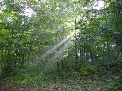 #las #światło #słońce #promienie #poranek #natura #drzewa