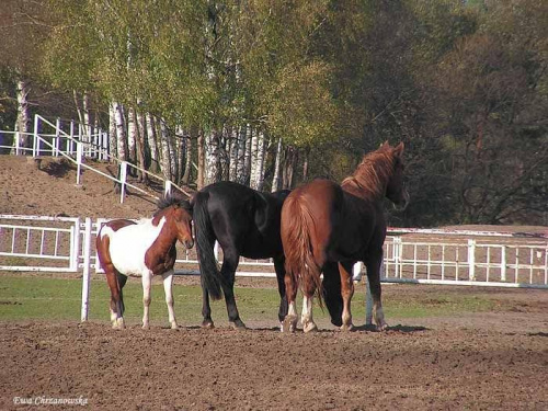 2008.10.26 Konie w Stodołach