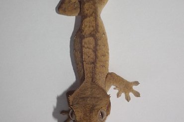 #RhacodactylusCiliatus #CrestedGecko #GekonOrzęsiony