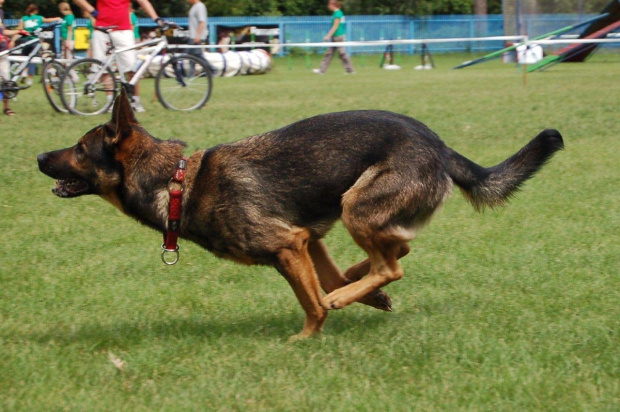 PP Agility Białystok 22.07.2007