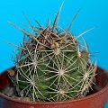 Thelocactus bicolour