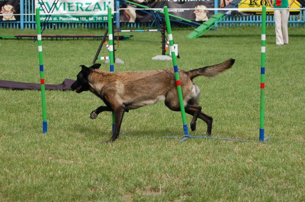 PP Agility Białystok 22.07.2007