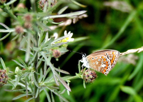 Common blue butterfly. #łąka #kwiatki #motyl #natura