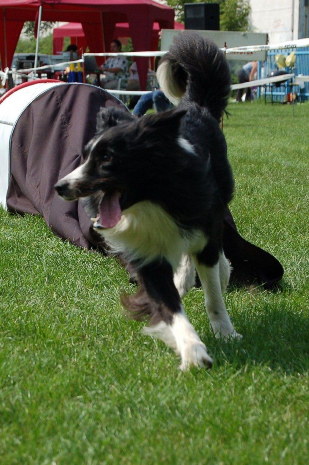 PP Agility Białystok 22.07.2007