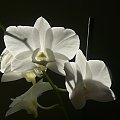 dendrobium