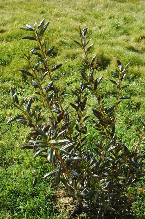 Krinodendron chilijski #Rośliny #kwiaty #KrinodendronChilijski