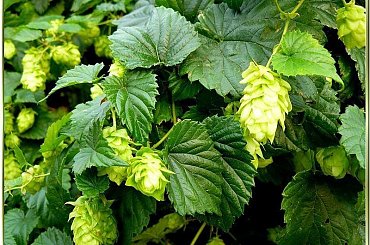 w ogrodzie...chmiel szaleje #ogród #kwiaty #ZBliska #przyroda