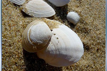 na plaży,
muszelki z bliska #muszelki #NadMorzem #piasek #ZBliska