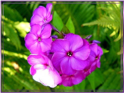 Floksy w moim ogrodzie, pełno zapachów i kolorów #kwiaty #floksy #WOgrodzie #lato #zapach