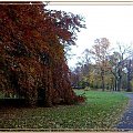 W Parku Miejskim najstarszy grab w jesiennej "sukni" do ziemi #jesień #WParkuMiejskim #liście #drzewa #kolory #Gdańsk