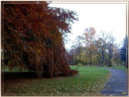 W Parku Miejskim najstarszy grab w jesiennej "sukni" do ziemi #jesień #WParkuMiejskim #liście #drzewa #kolory #Gdańsk