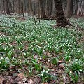 Jak w środku lasu nagle robi się biało nie sposób nie zrobić zdjęcia :))) #las #wiosna #czechy