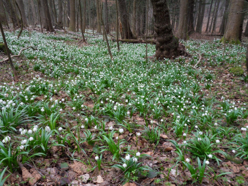 Jak w środku lasu nagle robi się biało nie sposób nie zrobić zdjęcia :))) #las #wiosna #czechy